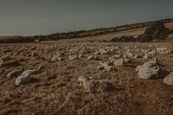 水猴命和大林木命婚姻