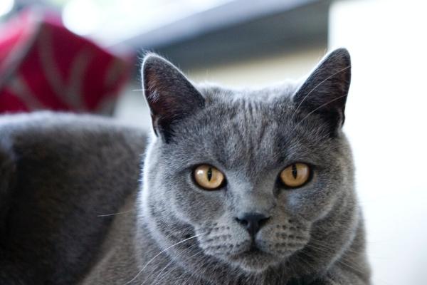 2026属鼠人最旺的方位