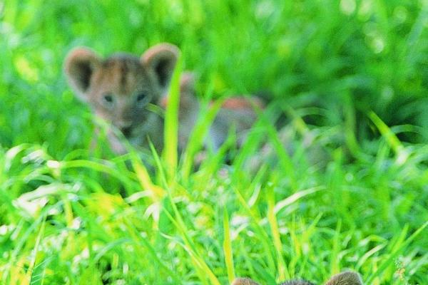 属马人2026年小心什么