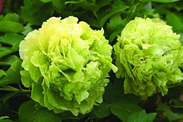 属鼠人2026年小心什么