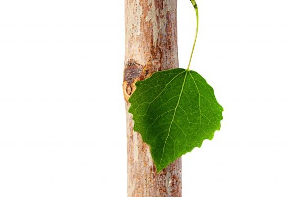 2026重孝属牛在几月