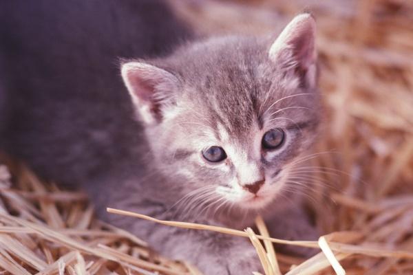 2026年牛害太岁佩戴什么