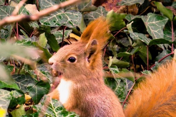 5月鸡是苦命鸡还是富鸡