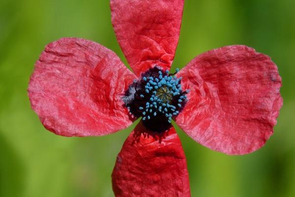 98虎2026奇遇大喜事