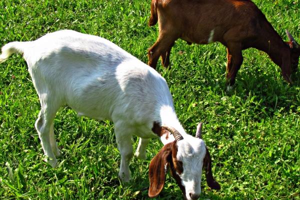三两九钱男命最正确详解
