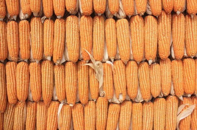 属马2026年异地恋能长久吗