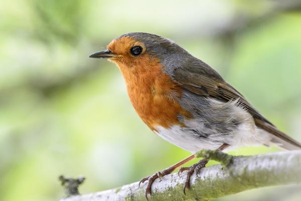 属羊的从2026年就顺了