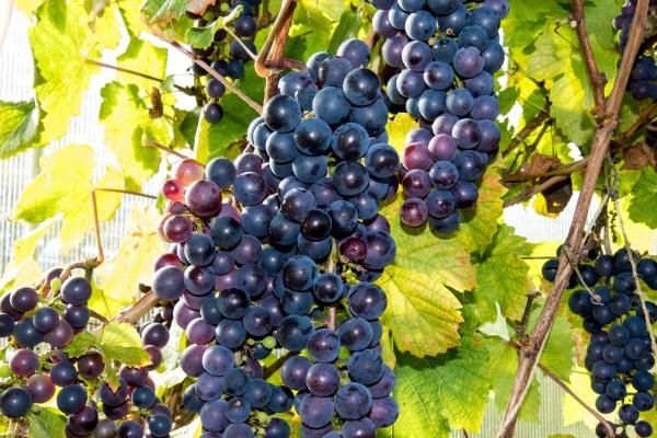 属蛇2026年异地恋能长久吗