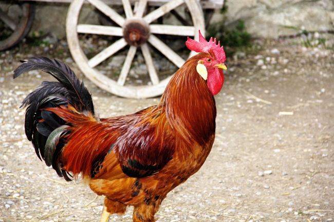 1987属兔桃花劫是谁