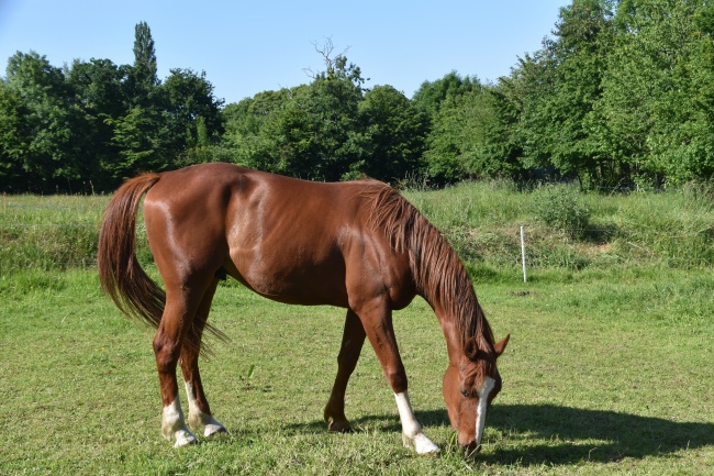 猪戴什么观音最旺