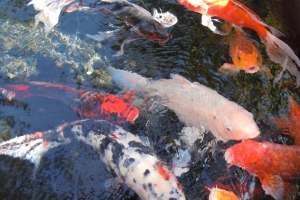 2026年属狗财运大起大落吗，2026年属狗人财运稳不稳定