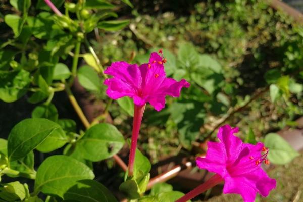 水猪命适合什么颜色