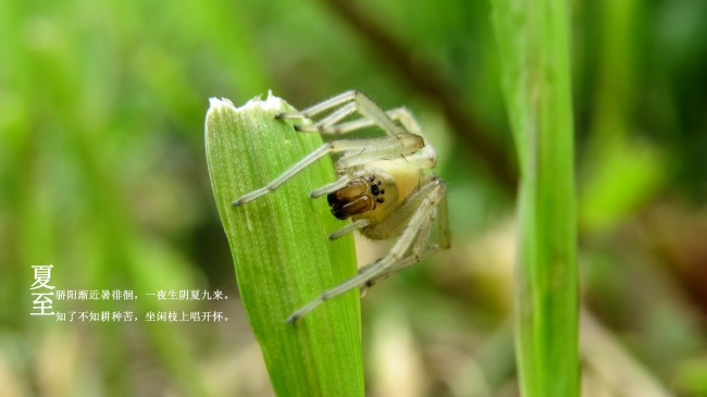 狗宝宝最旺父母属相
